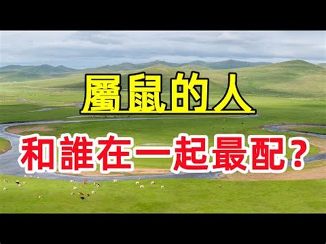 豬龍鼠馬是什麼意思|【豬龍鼠馬意思】揭秘「豬龍鼠馬」的隱藏玄機！快來一探十二生。